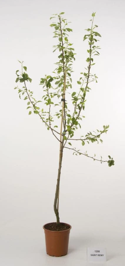 Perenboom (Pyrus Communis 'Saint Remy') - Afbeelding 2
