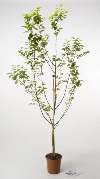 Abrikozenboom (Prunus Armeniaca) - Afbeelding 2