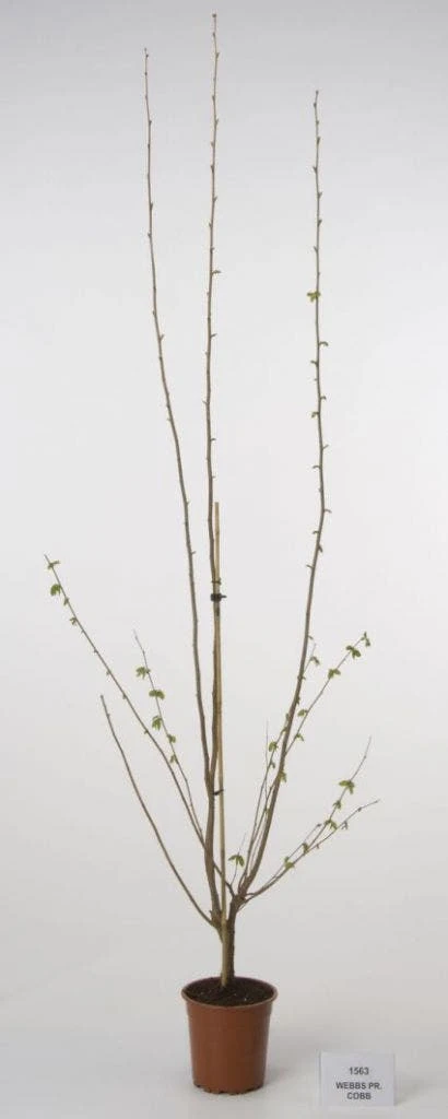 Hazelaar/Hazelnoot (Corylus Avellana 'Webb's Prize Cob') - Afbeelding 4