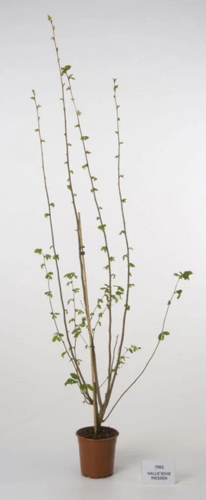 Hazelaar/Hazelnoot (Corylus Avellana 'Webb's Prize Cob') - Afbeelding 5