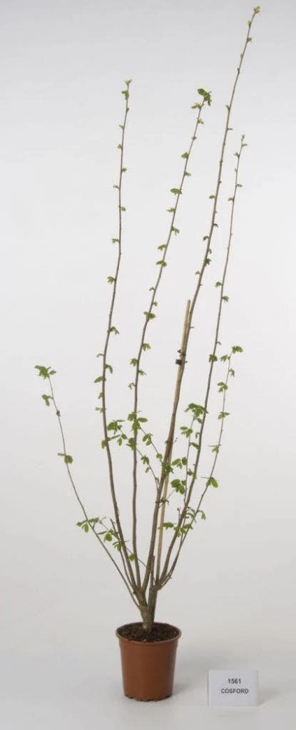 Hazelaar/Hazelnoot (Corylus Avellana 'Webb's Prize Cob') - Afbeelding 3