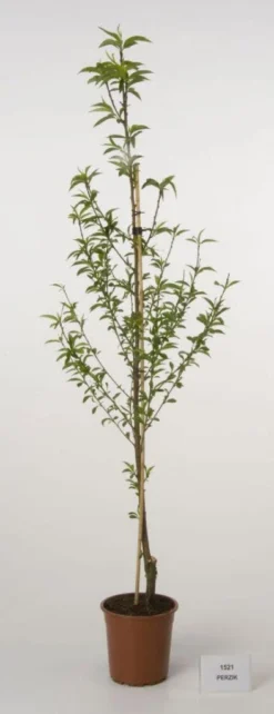 Perzikboom (Prunus Persica)