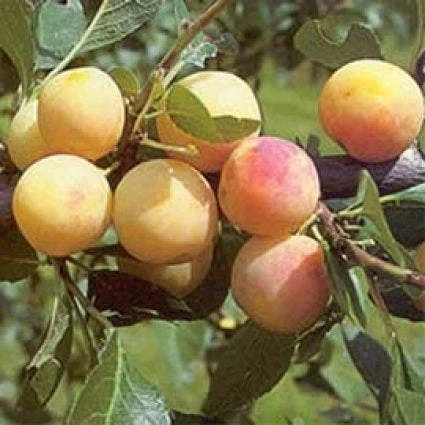 Pruimenboom (Prunus Domestica 'Mirabelle De Nancy') - Afbeelding 2