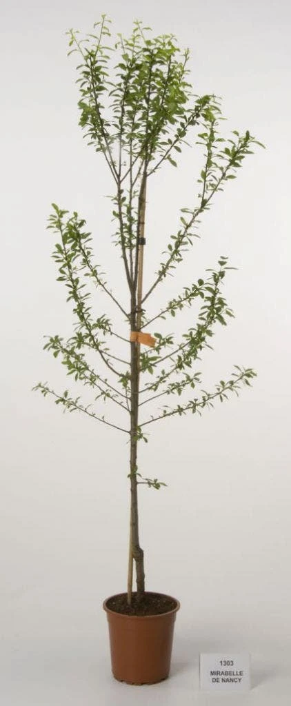 Pruimenboom (Prunus Domestica 'Mirabelle De Nancy')