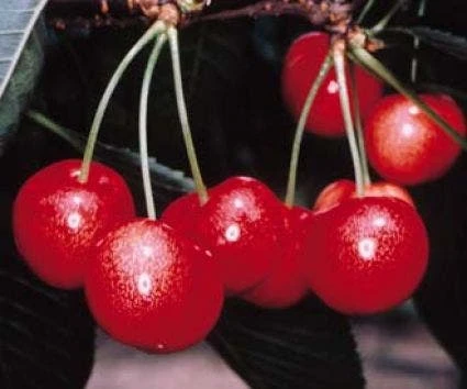 Lei-Kers (Prunus Avium 'Sunburst') - Afbeelding 3