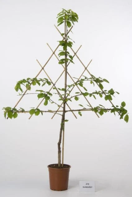 Lei-Kers (Prunus Avium 'Sunburst') - Afbeelding 2