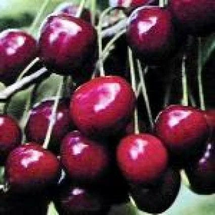 Lei-Kers (Prunus Avium 'Dubbele Meikers') - Afbeelding 2