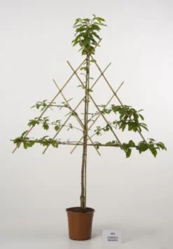 Lei-Kers (Prunus Avium 'Dubbele Meikers')