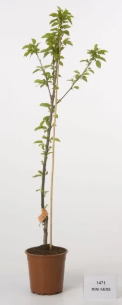 Mini-kers (Prunus Avium(mini))