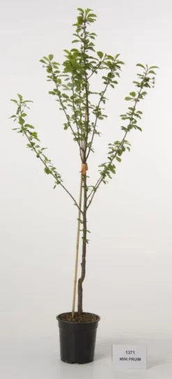 Mini-pruim (Prunus Domestica(mini))