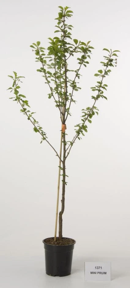Mini-pruim (Prunus Domestica(mini))