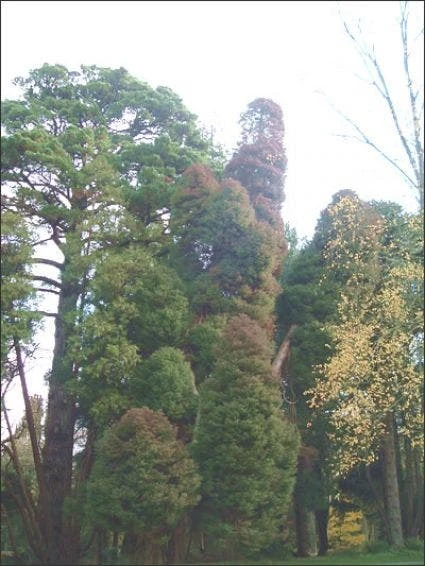 Sikkelden (Cryptomeria Japonica 'Elegans') - Afbeelding 3