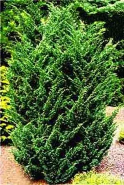 Jeneverbes (Juniperus Chinensis 'Blaauw')