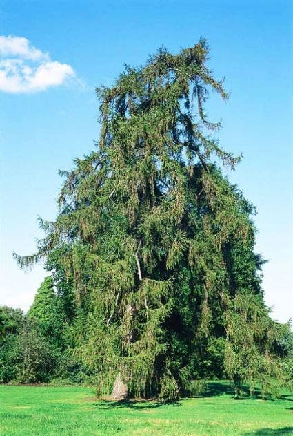 Lariks (Larix Decidua)