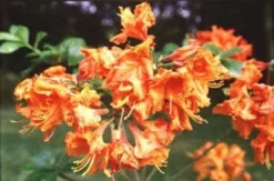 Azalea, Oranje (Rhododendron 'Addy Wery')