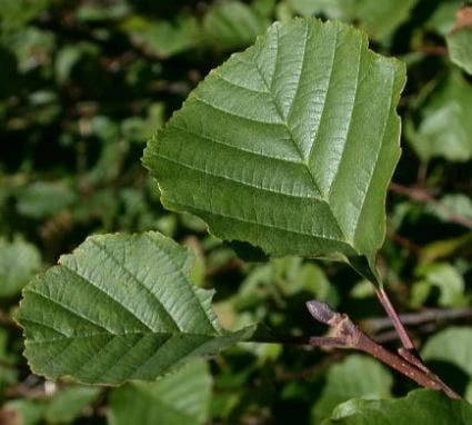 Zwarte Els (Alnus Glutinosa) - Afbeelding 2
