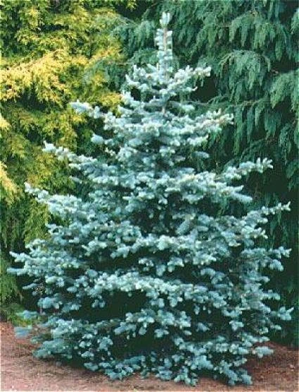 Blauwspar (Picea Pungens 'Glauca') - Afbeelding 2