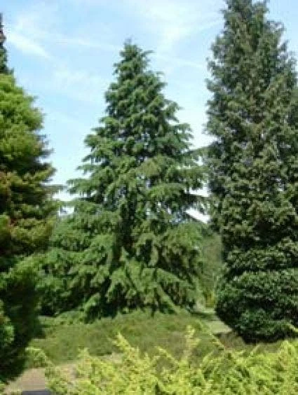 Westelijke Hemlockspar (Tsuga Heterophylla) - Afbeelding 3