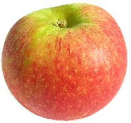 Appelboom (Malus Domestica 'Alkmene') - Afbeelding 2