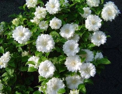 Bosrank (Clematis 'Duchess Of Edinburgh')