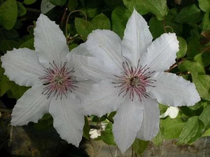 Bosrank (Clematis 'Snow Queen') - Afbeelding 3