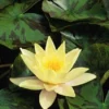 Waterlelie (Nymphaea 'Marliacea Chromatella')