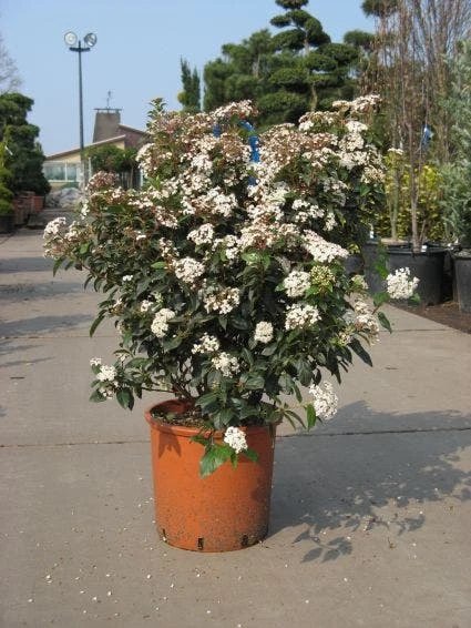 Groenblijvende Sneeuwbal (Viburnum Tinus 'Eve Price') - Afbeelding 4
