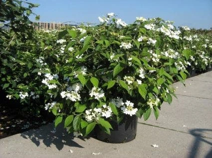 Sneeuwbal (Viburnum Plicatum 'Summer Snowflake') - Afbeelding 2