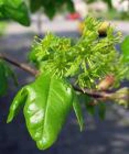 Spaanse Aak Als Leiboom (Acer Campestre) - Afbeelding 2