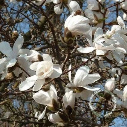 Beverboom (Magnolia Loebneri 'Merrill') - Afbeelding 2