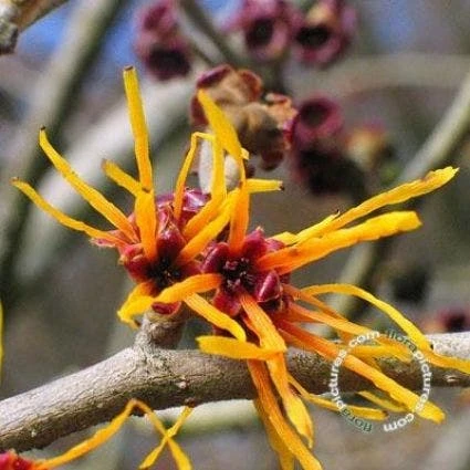 Toverhazelaar (Hamamelis Intermedia 'Jelena') - Afbeelding 2