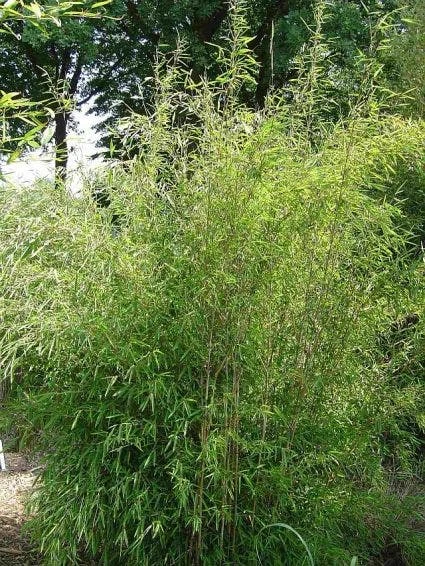 Niet Woekerende Bamboe (Fargesia 'Great Wall') - Afbeelding 6