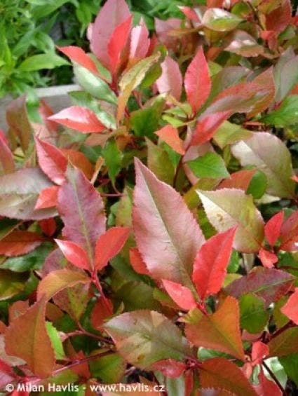 Glansmispel Op Stam (Photinia Fraseri 'Little Red Robin') - Afbeelding 2
