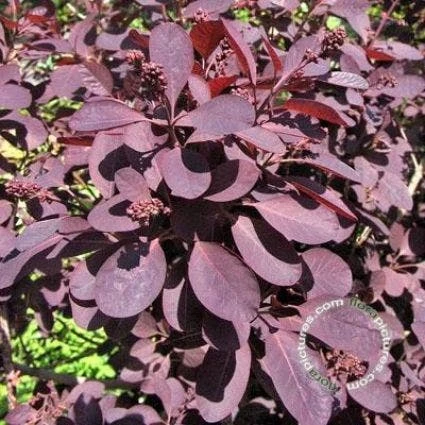 Pruikenboom Op Stam (Cotinus Coggygria 'Royal Purple' ) - Afbeelding 2