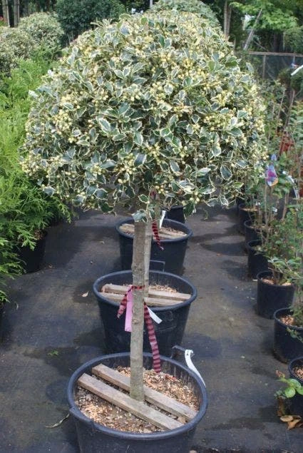 Hulst Op Stam (Ilex 'Argentea Marginata') - Afbeelding 5