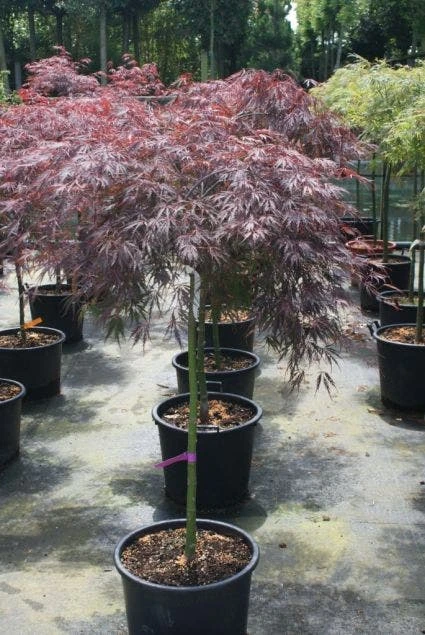 Japanse Esdoorn Op Stam (Acer Palmatum 'Tamuke Yama') - Afbeelding 2