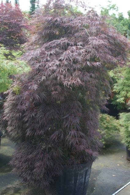 Japanse Esdoorn (Acer Palmatum 'Inabe-shidare') - Afbeelding 6
