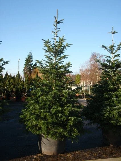 Nordmann-spar (Abies Nordmanniana) - Afbeelding 6