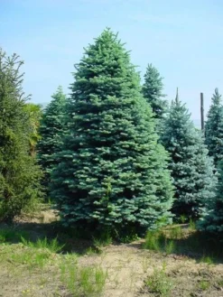 Edelspar (Abies Procera (nobilis) 'Glauca')