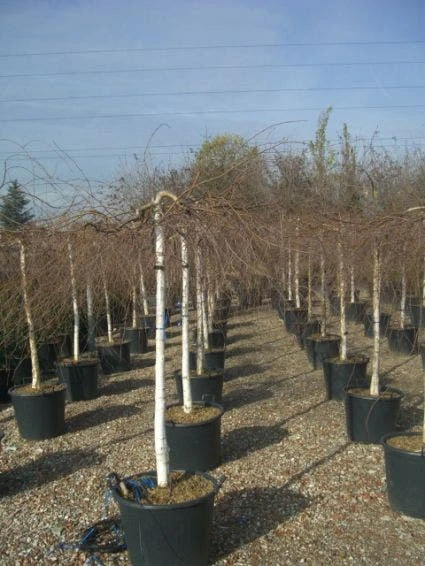 Prieelberk (Betula Pendula 'Youngii') - Afbeelding 4