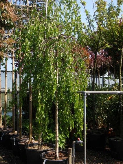 Prieelberk (Betula Pendula 'Youngii') - Afbeelding 3