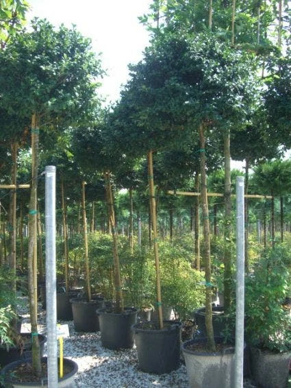 Camelia Als Boom (Camellia Sasanqua)