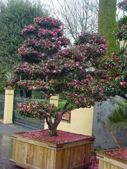Camelia Als Bonsai (Camellia Sasanqua) - Afbeelding 3