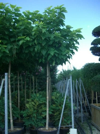 Gele Trompetboom (Catalpa Bignonioides 'Aurea') - Afbeelding 2