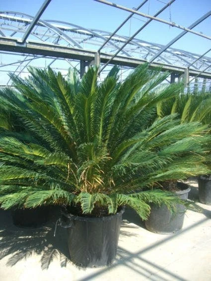 Cycaspalm (Cycas Revoluta) - Afbeelding 6