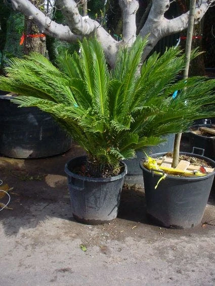 Cycaspalm (Cycas Revoluta) - Afbeelding 5