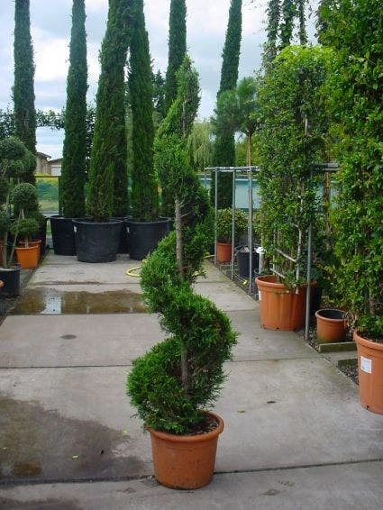 Leylandcipres Als Spiraal (Cupressocyparis Leylandii 'Castlewellan Gold' ) - Afbeelding 2