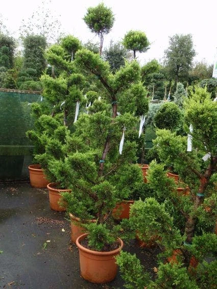Cipres Als Bonsai (Cupressus Macrocarpa 'Aurea') - Afbeelding 2