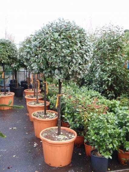 Olijfwilg Op Stam (Elaeagnus Ebbingei) - Afbeelding 3