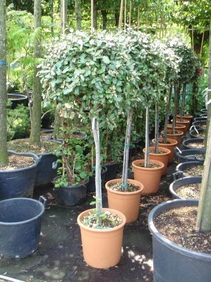 Olijfwilg Op Stam (Elaeagnus Ebbingei) - Afbeelding 2